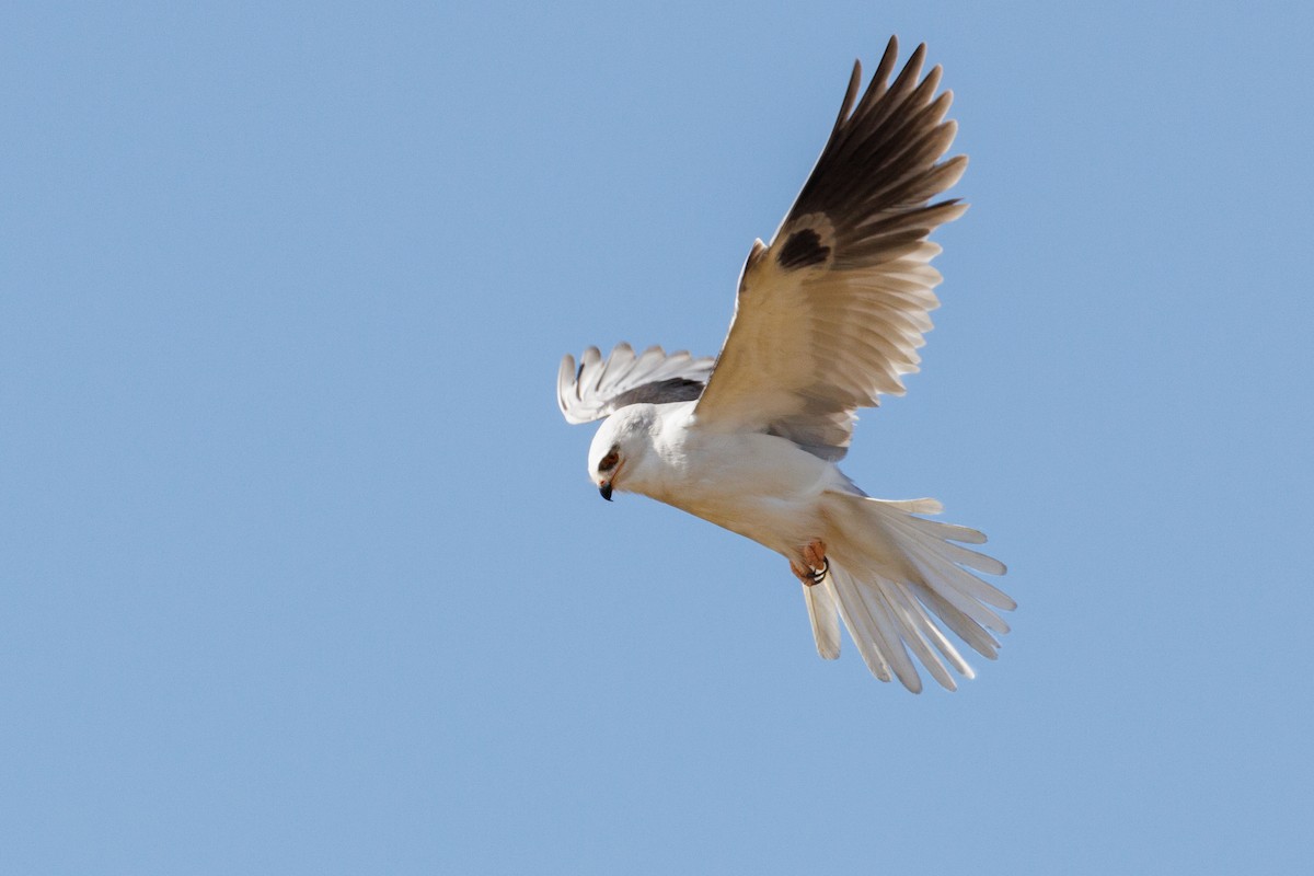 White-tailed Kite - ML624044352