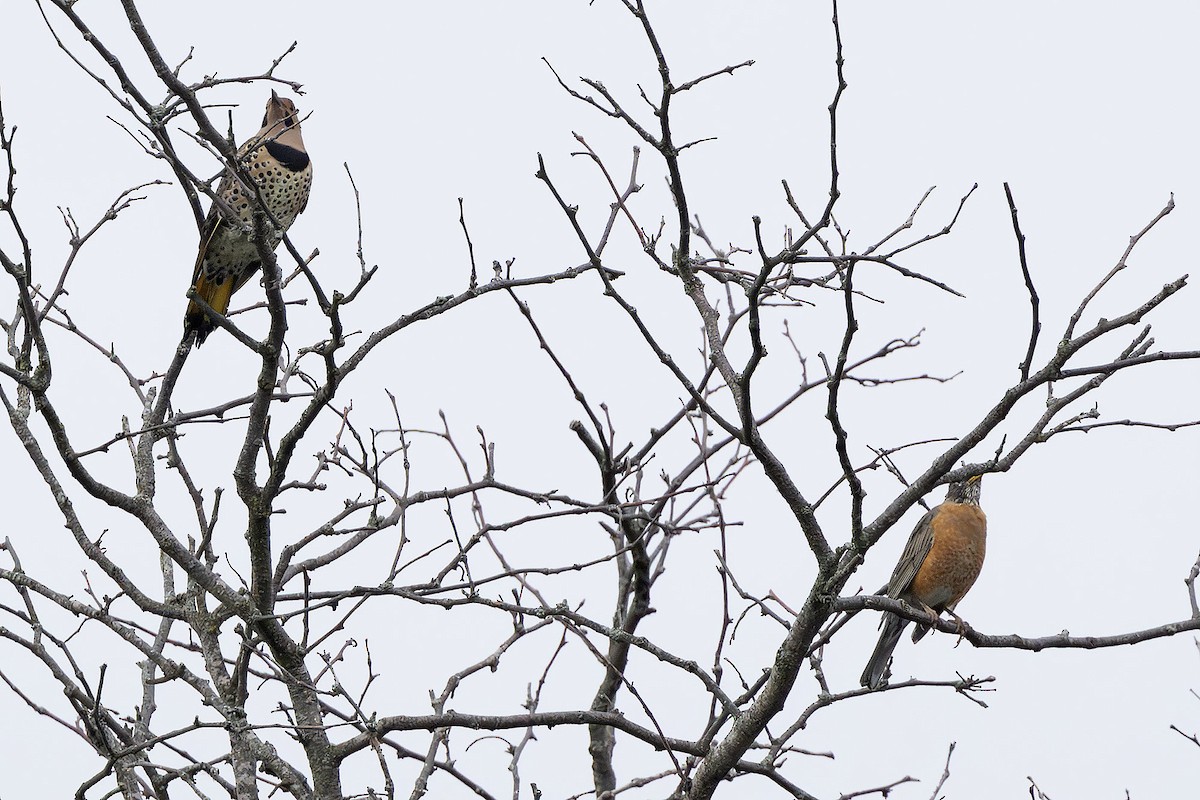 American Robin - ML624044366