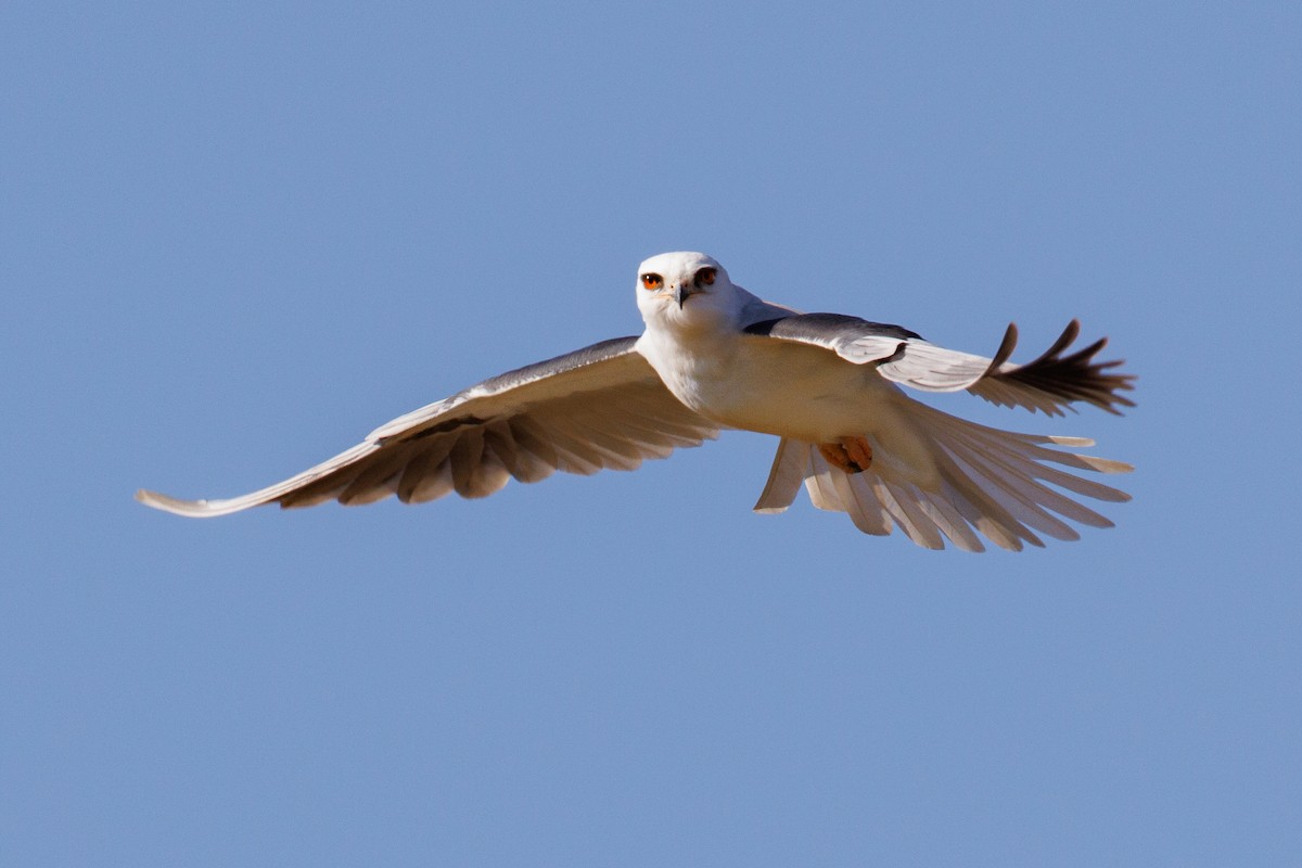 White-tailed Kite - ML624044386