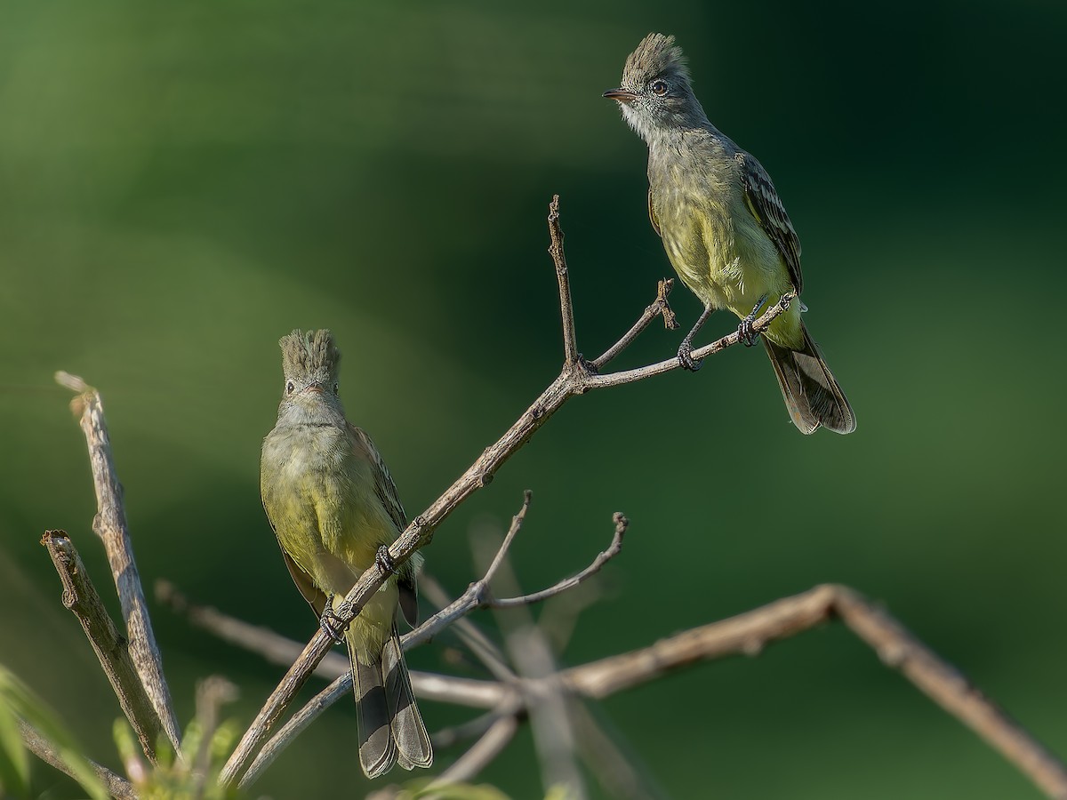 Yellow-bellied Elaenia - ML624044407