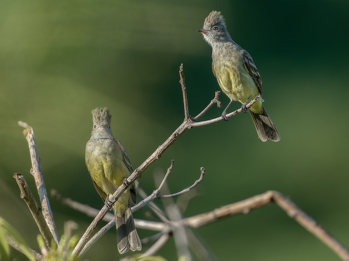 Yellow-bellied Elaenia - ML624044408