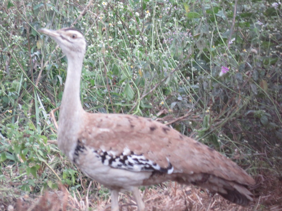 Australian Bustard - ML62404441