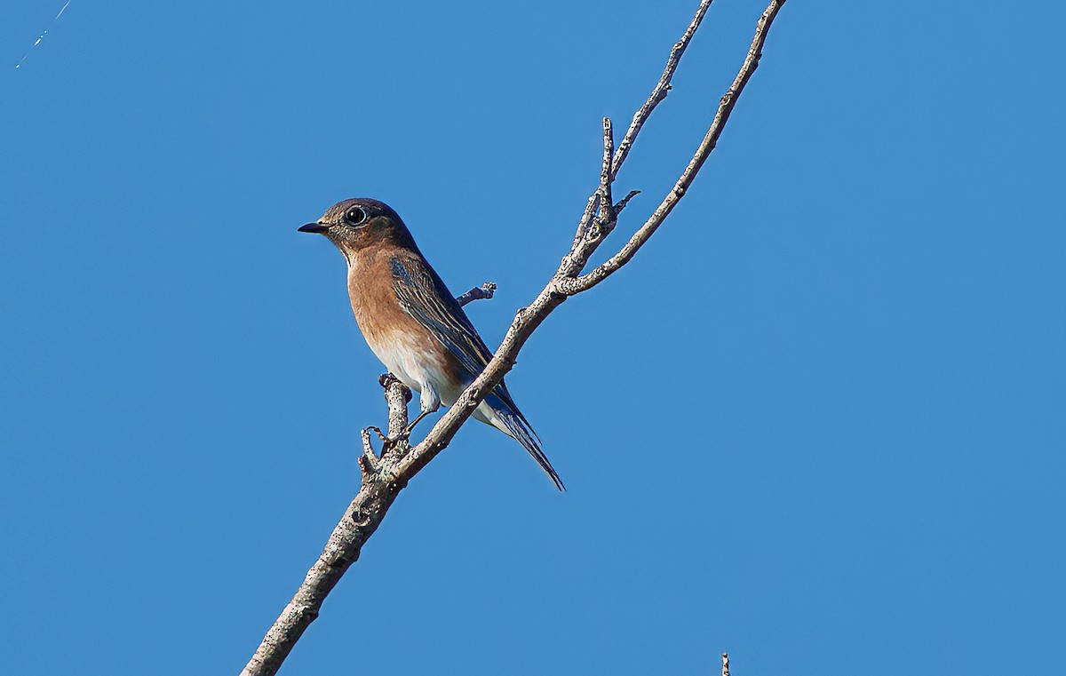 Eastern Bluebird - ML624044415