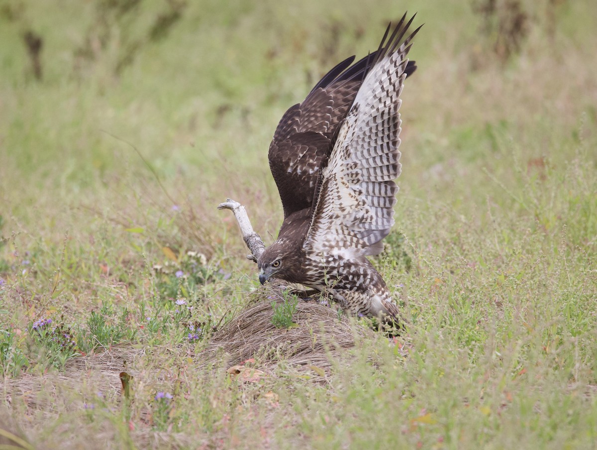 Red-tailed Hawk - ML624044423