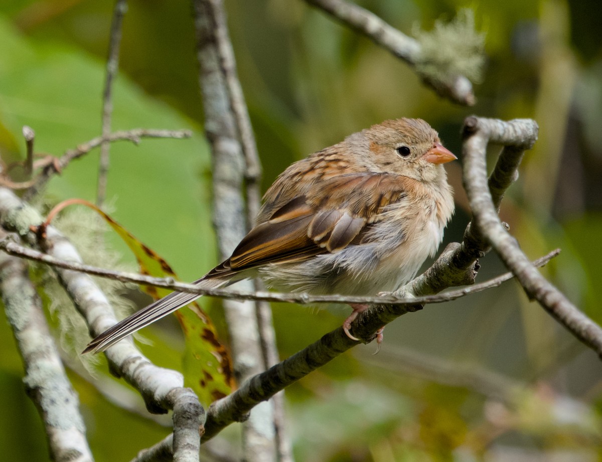 Field Sparrow - ML624044428