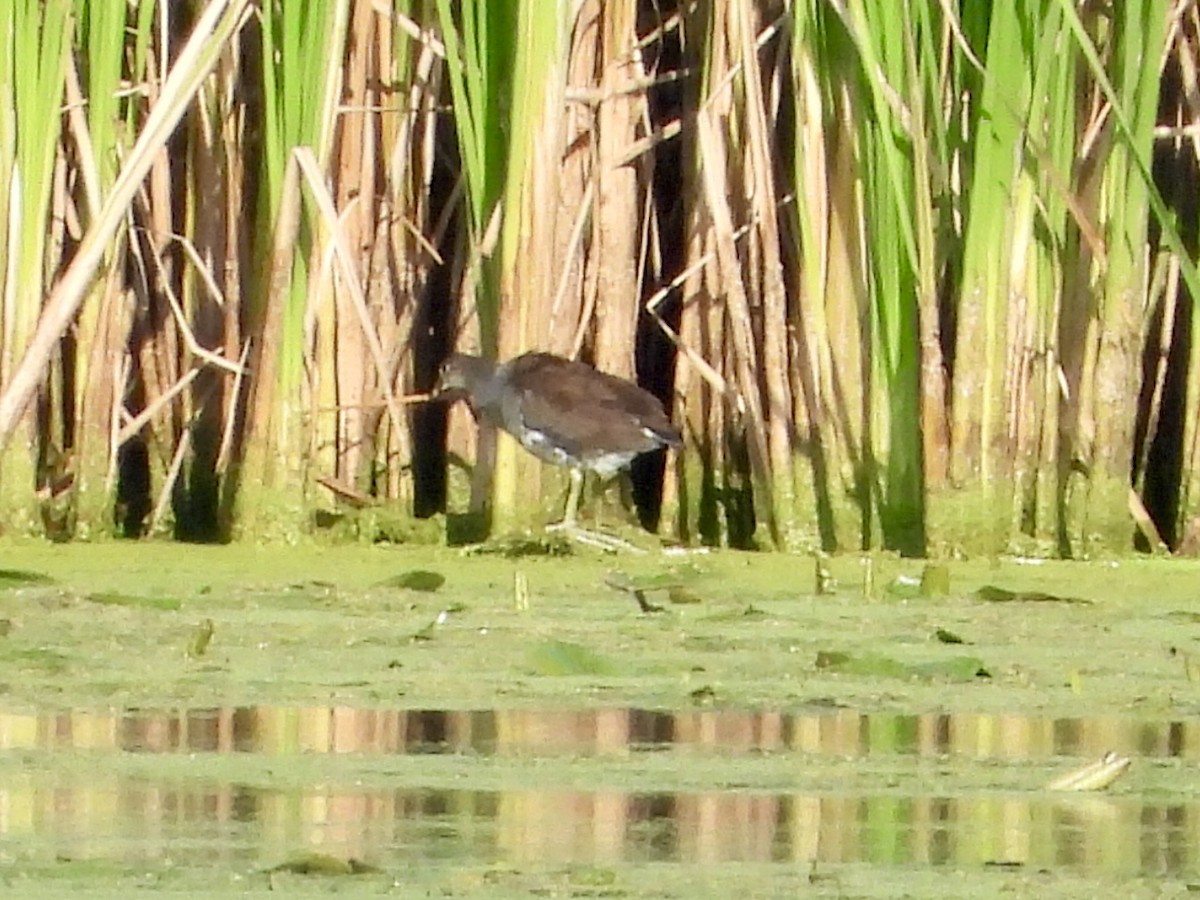 Common Gallinule - ML624044430