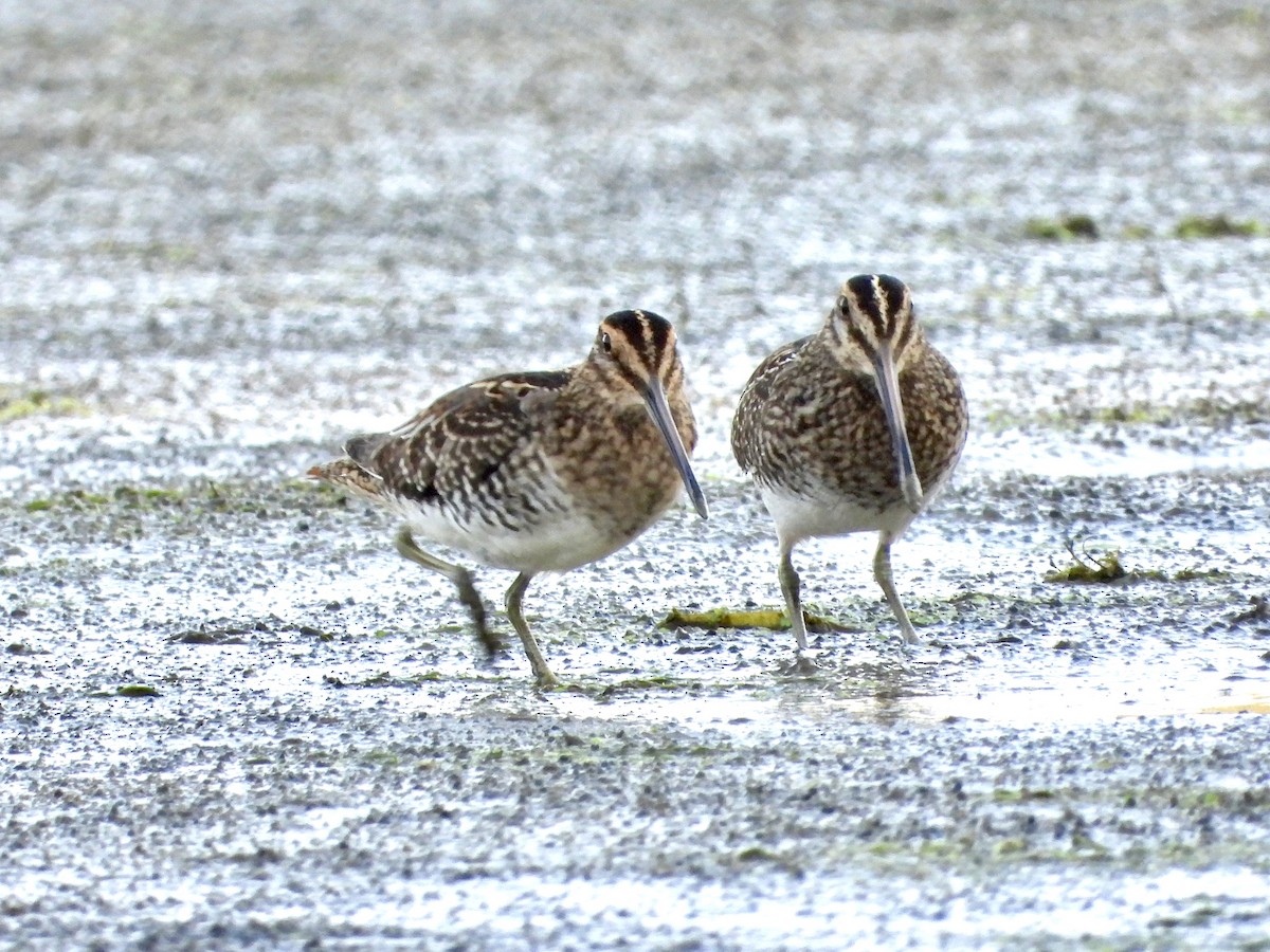 Wilson's Snipe - Robin M