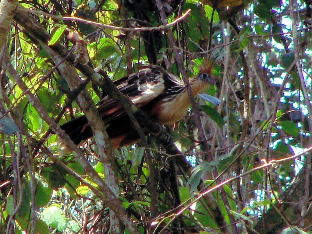 Hoatzin - ML624044437