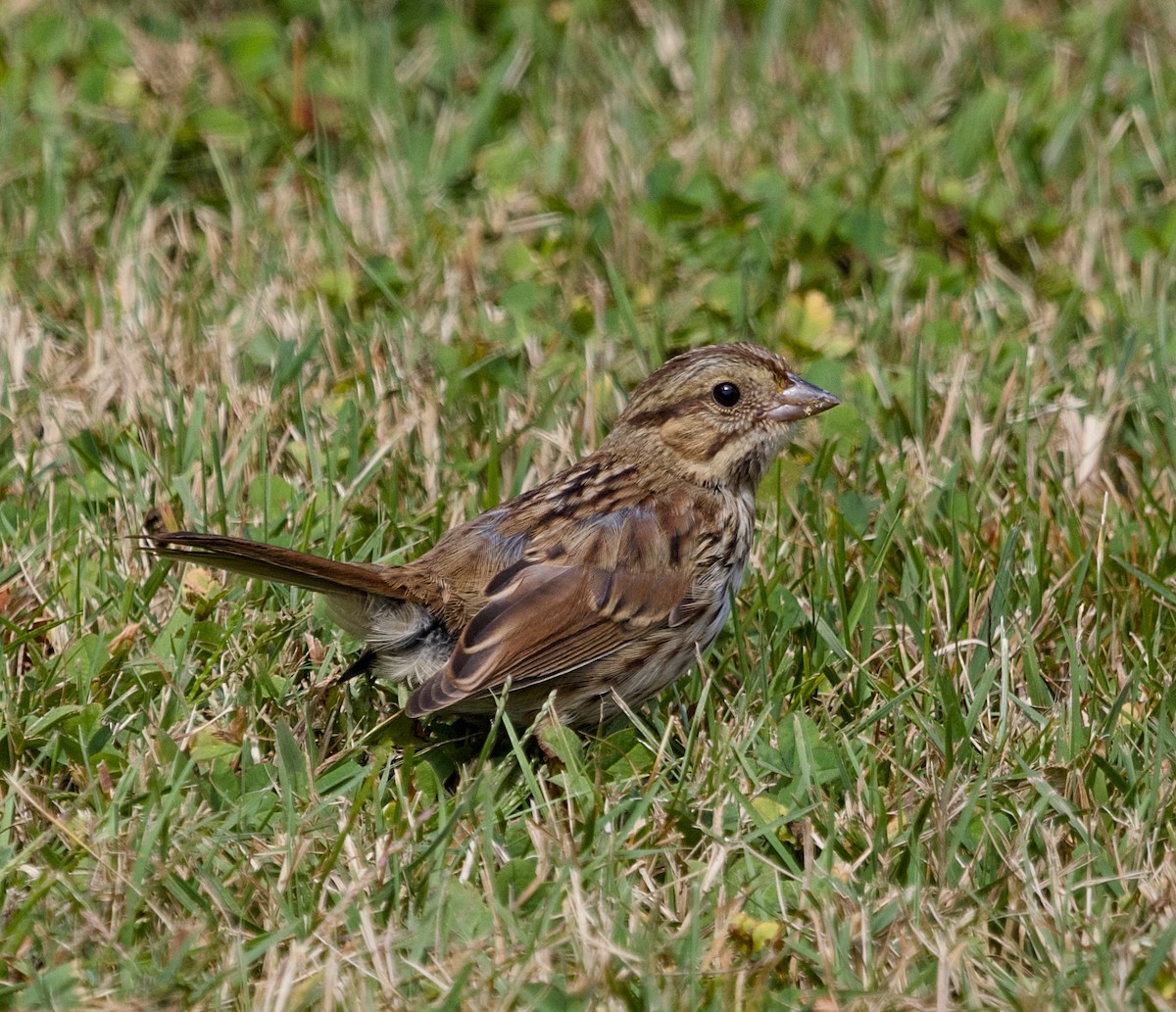 Song Sparrow - Alan Desbonnet