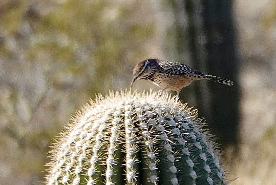 Cactus Wren - ML624044444