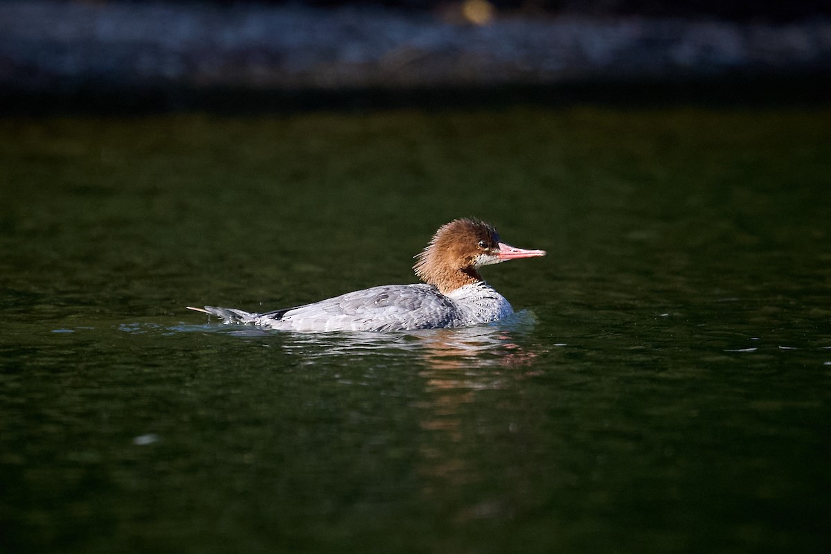 Common Merganser - ML624044453