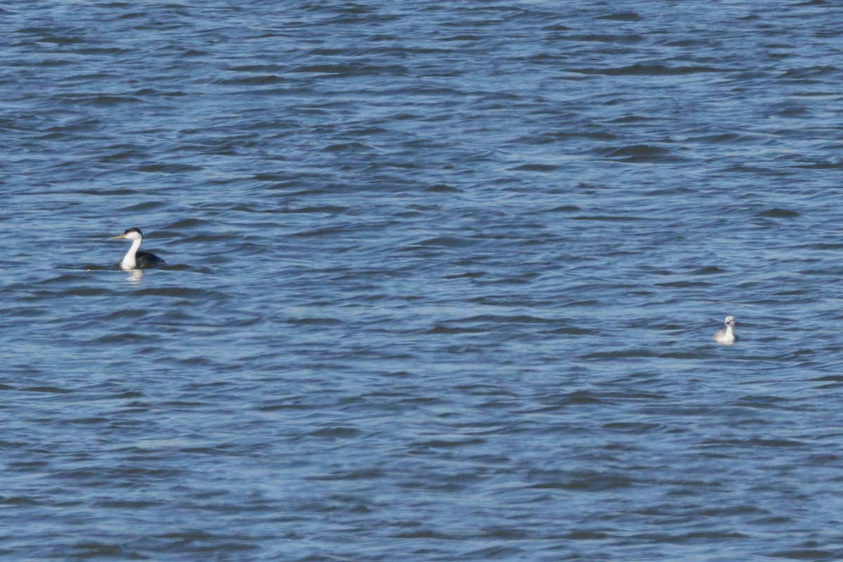 Western Grebe - ML624044464