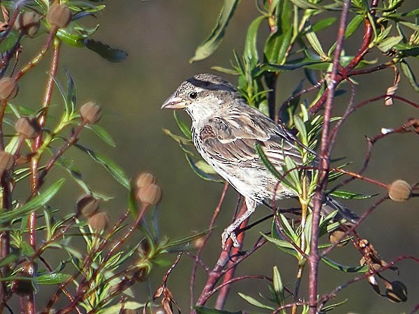 Spanish Sparrow - ML624044470