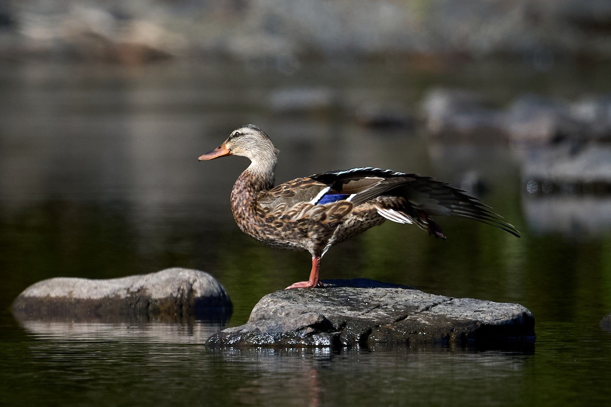 Mallard - Patrice St-Pierre