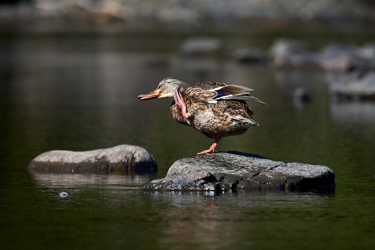 Mallard - ML624044476