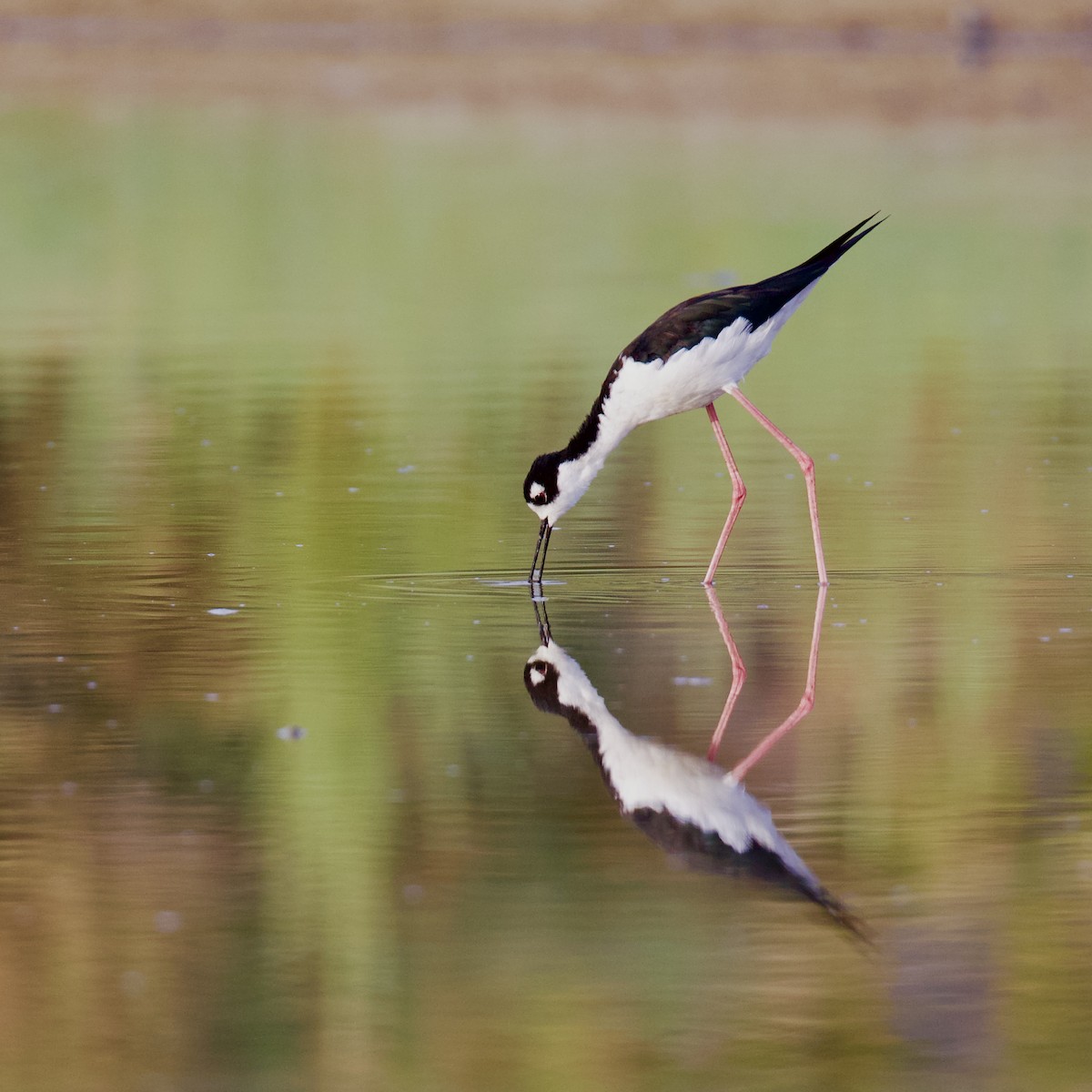 Black-necked Stilt - ML624044482
