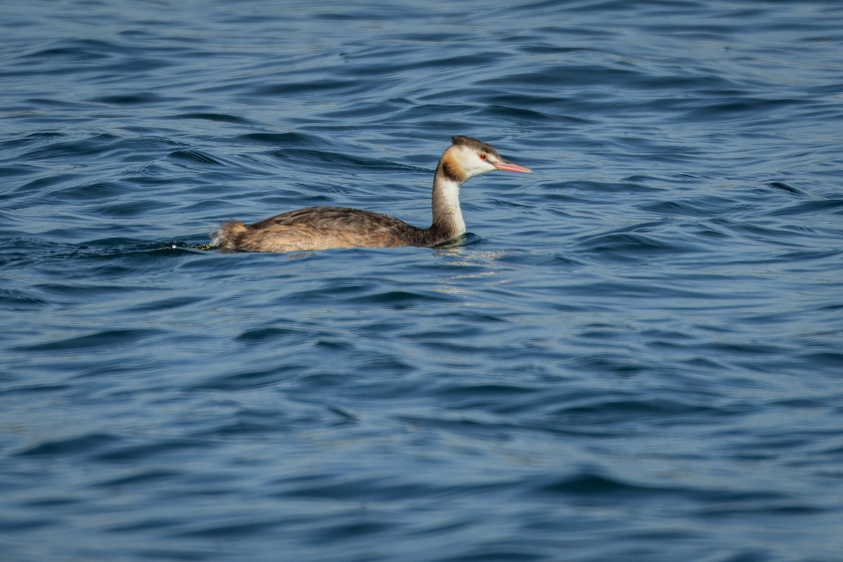 Great Crested Grebe - ML624044486