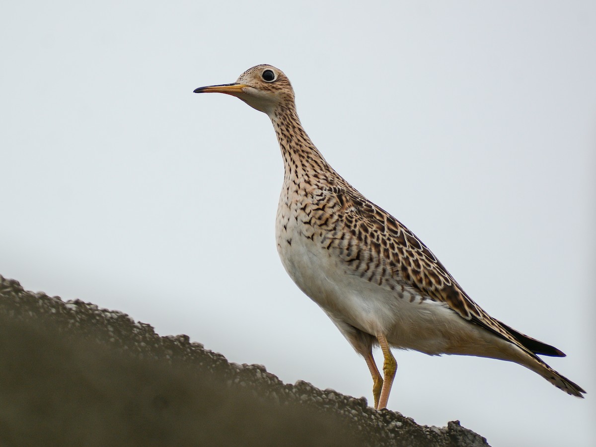 Upland Sandpiper - ML624044492