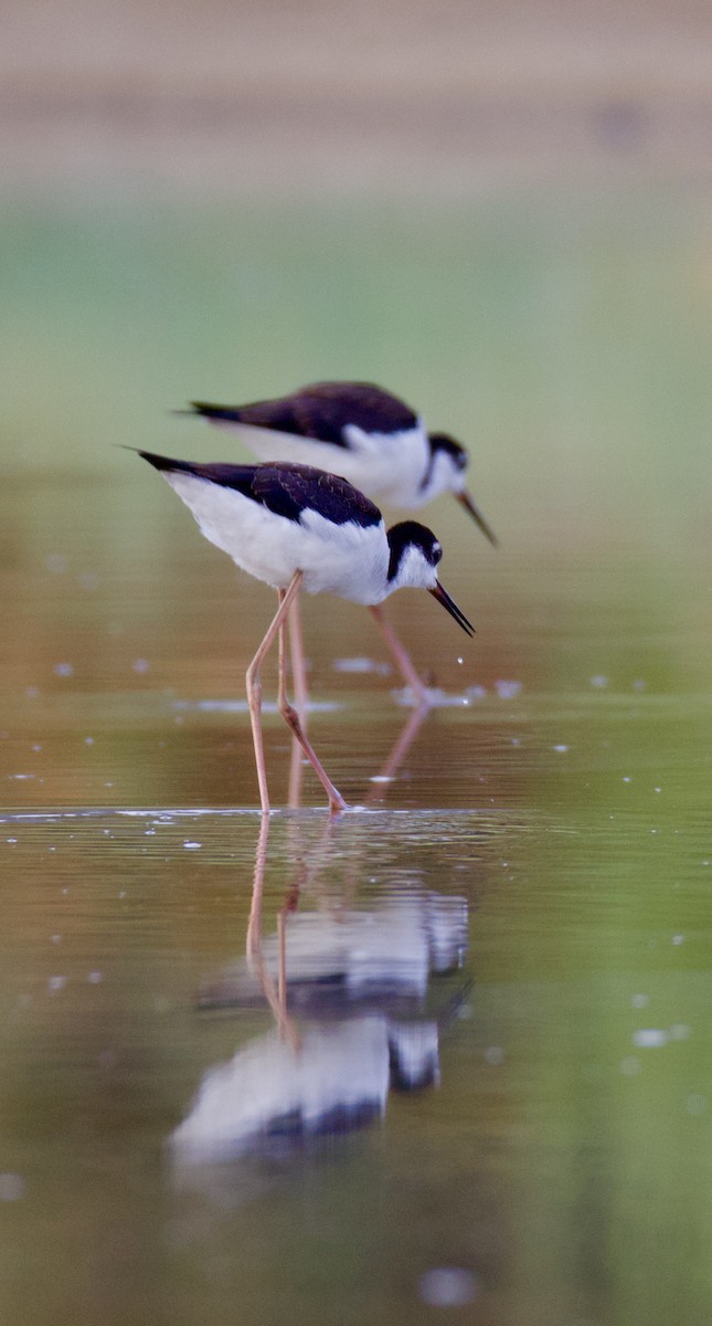 Black-necked Stilt - ML624044493