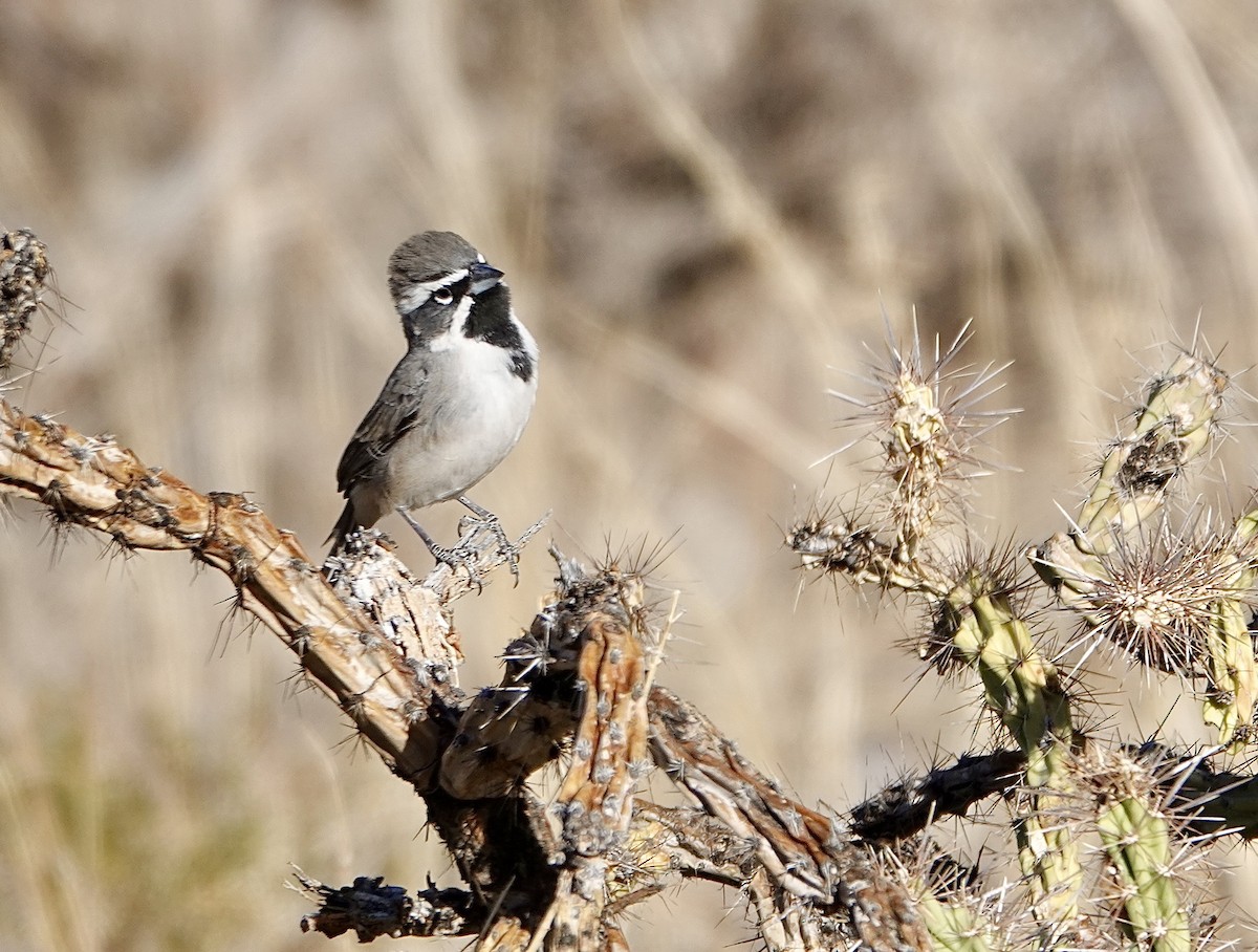 Black-throated Sparrow - Susan Hartley