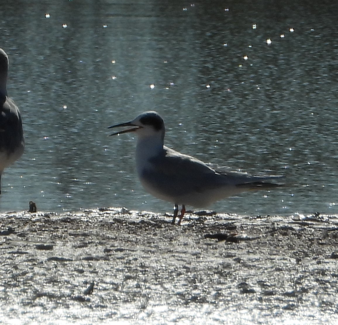 Forster's Tern - ML624044495