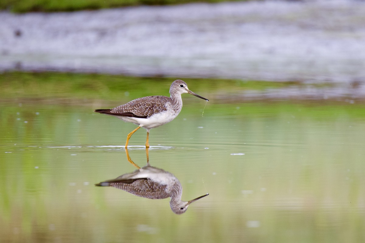 Lesser/Greater Yellowlegs - ML624044502