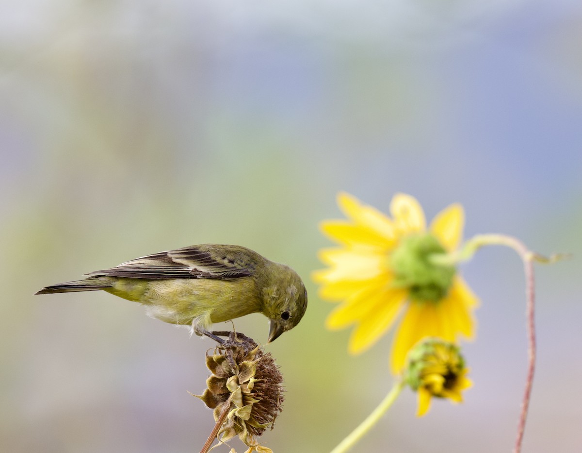 Lesser Goldfinch - ML624044507