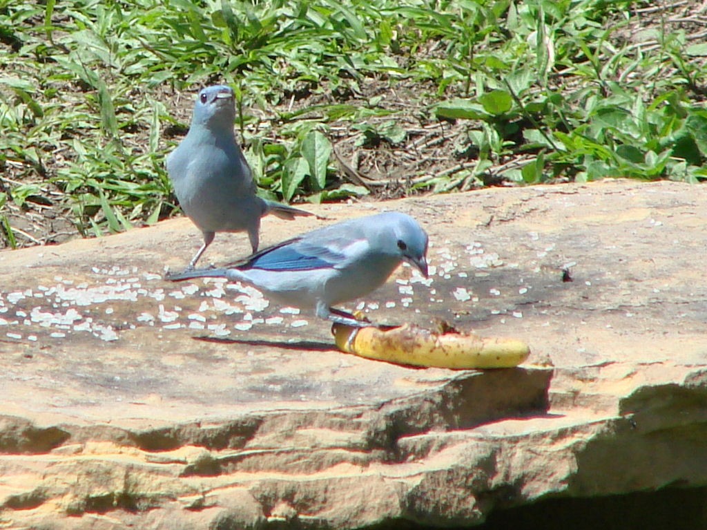 Blue-gray Tanager - ML624044512