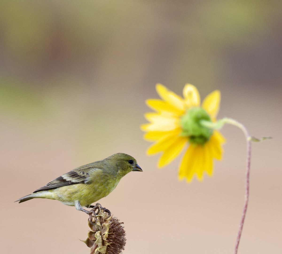 čížek mexický - ML624044514