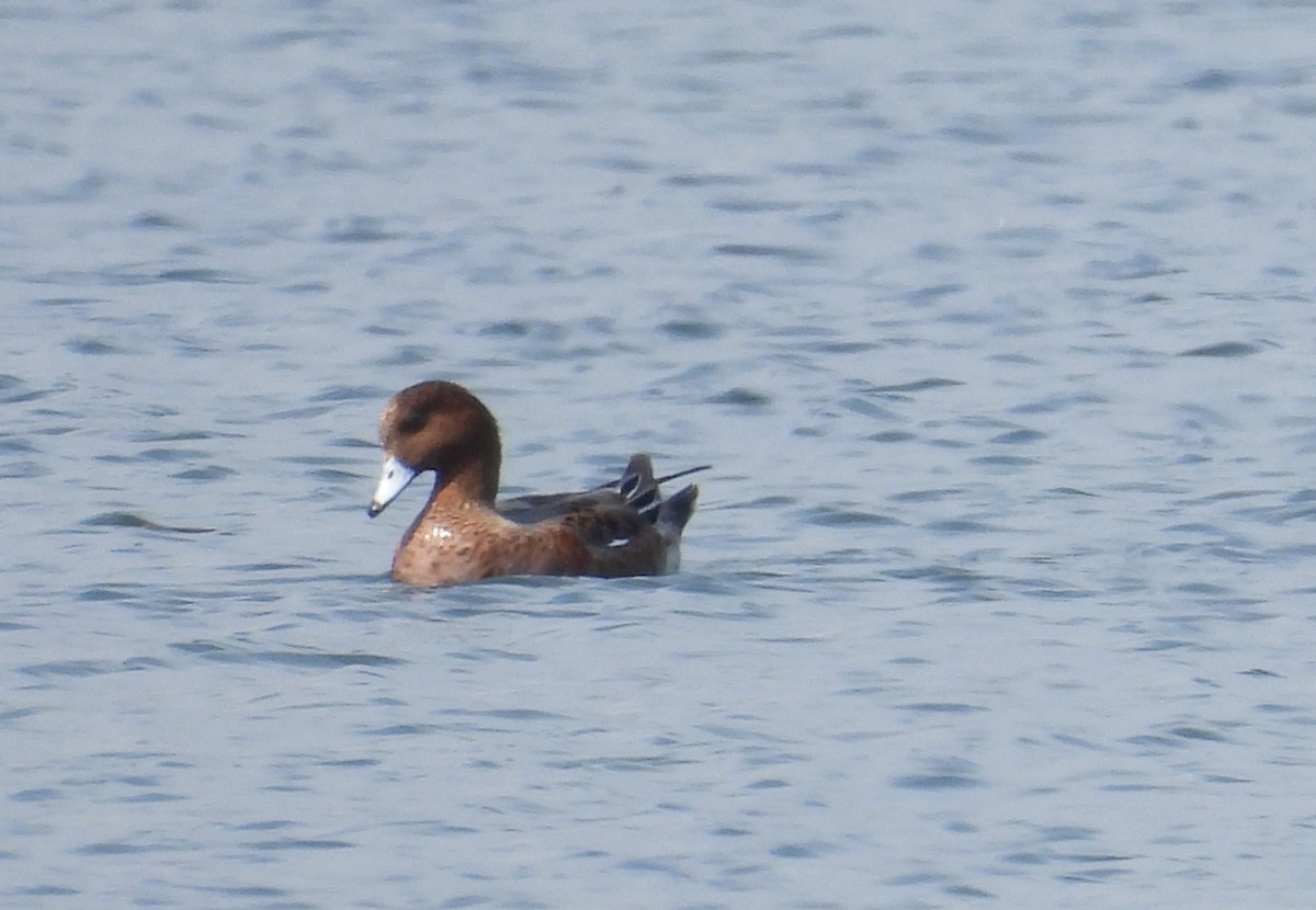 Eurasian Wigeon - ML624044534