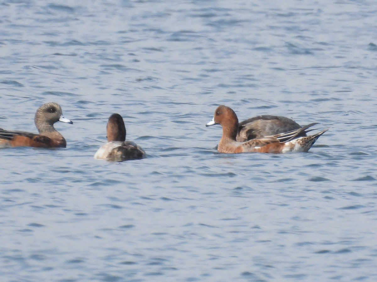 hvízdák eurasijský - ML624044535