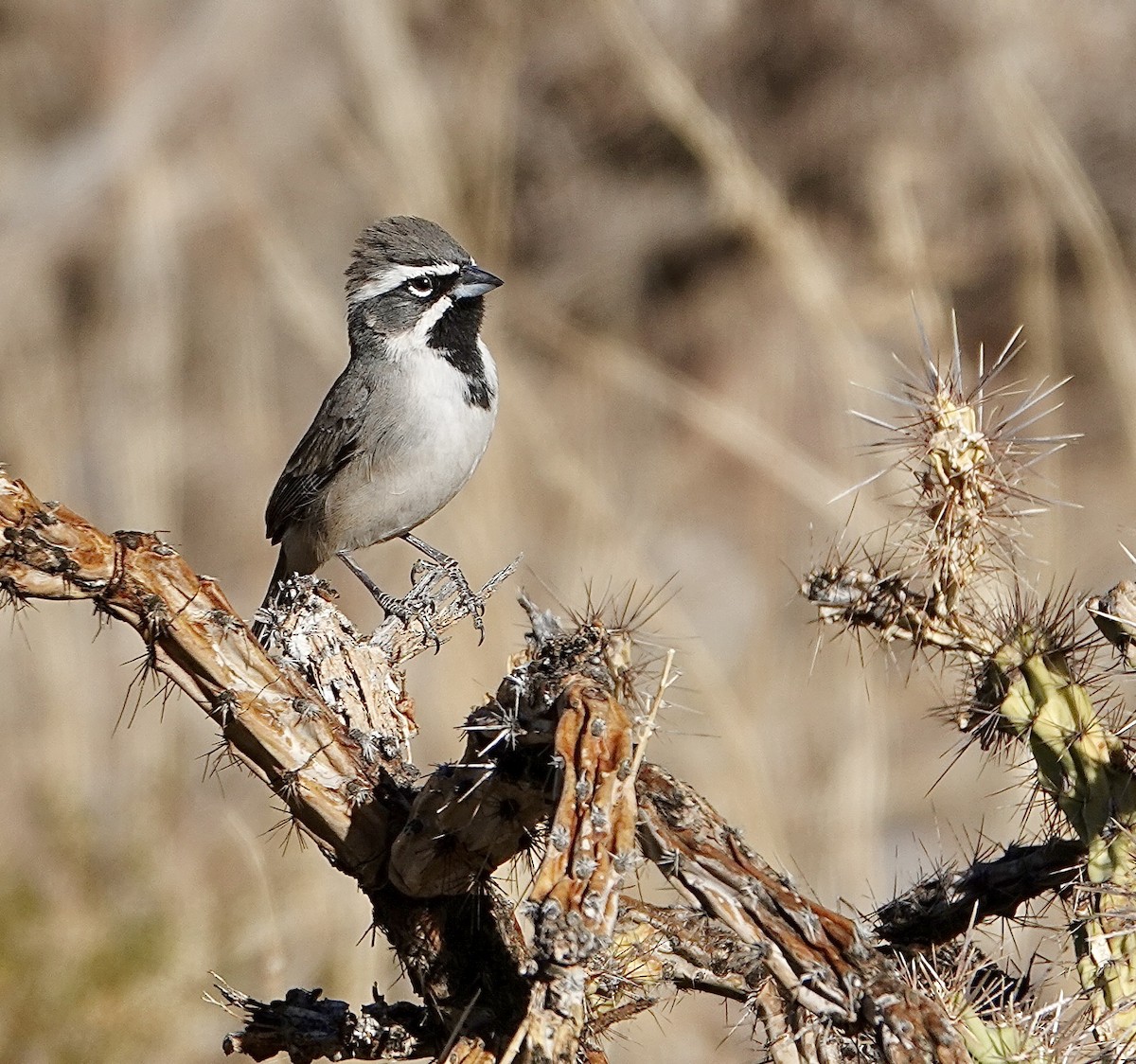 Black-throated Sparrow - ML624044536