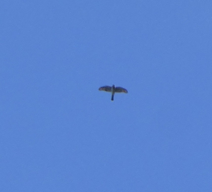 Northern Harrier - ML624044543