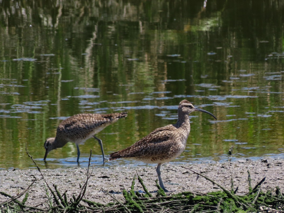 Whimbrel - ML624044564