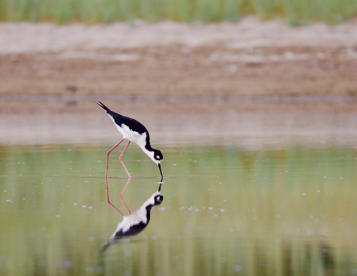 クロエリセイタカシギ - ML624044577