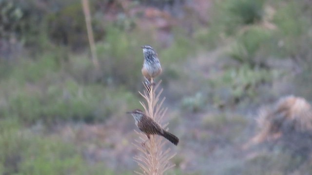 Cactus Wren - ML624044587