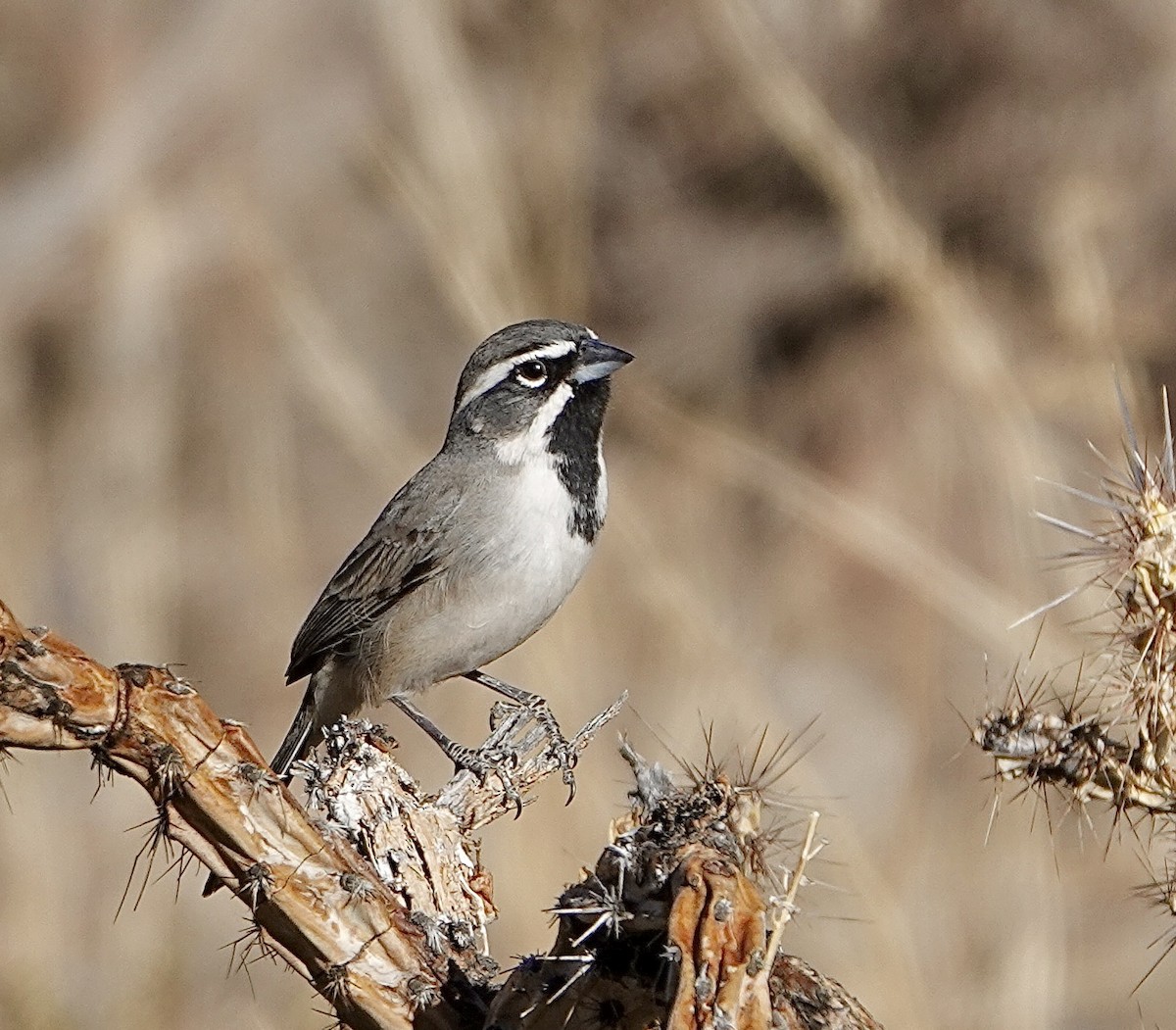 Black-throated Sparrow - ML624044588