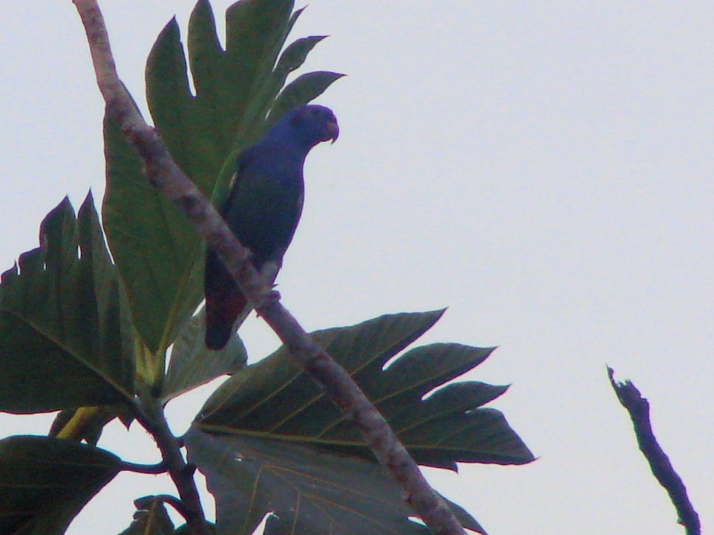 Blue-headed Parrot - ML624044596