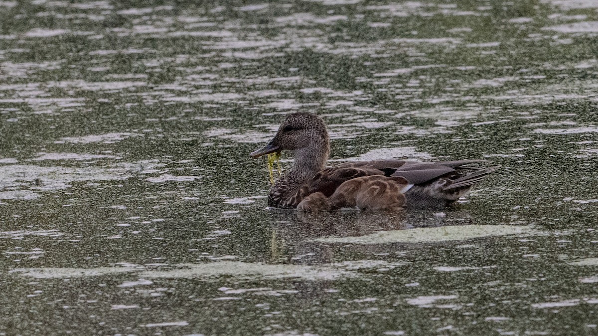 Gadwall - ML624044621