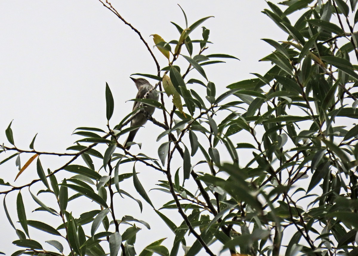 Spotted Flycatcher - ML624044625