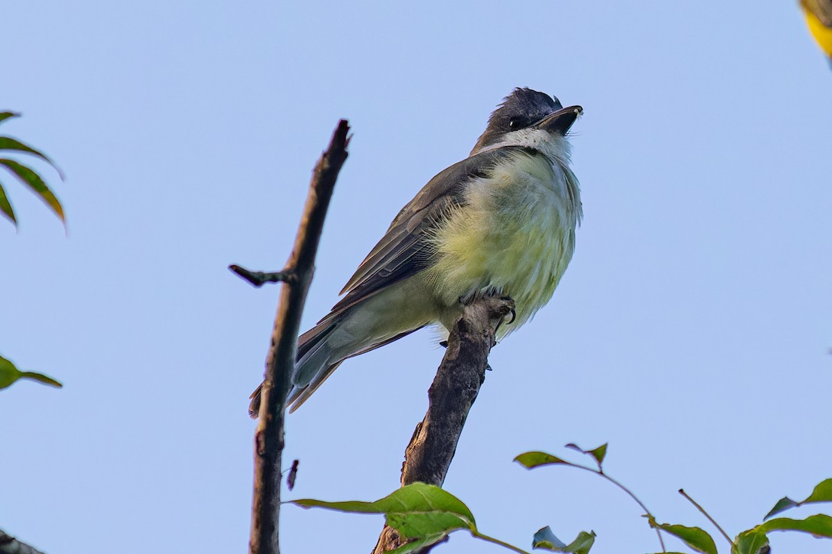 Thick-billed Kingbird - ML624044640