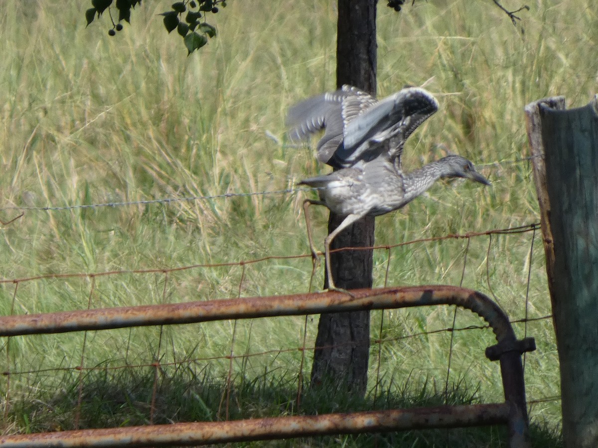 Yellow-crowned Night Heron - ML624044659