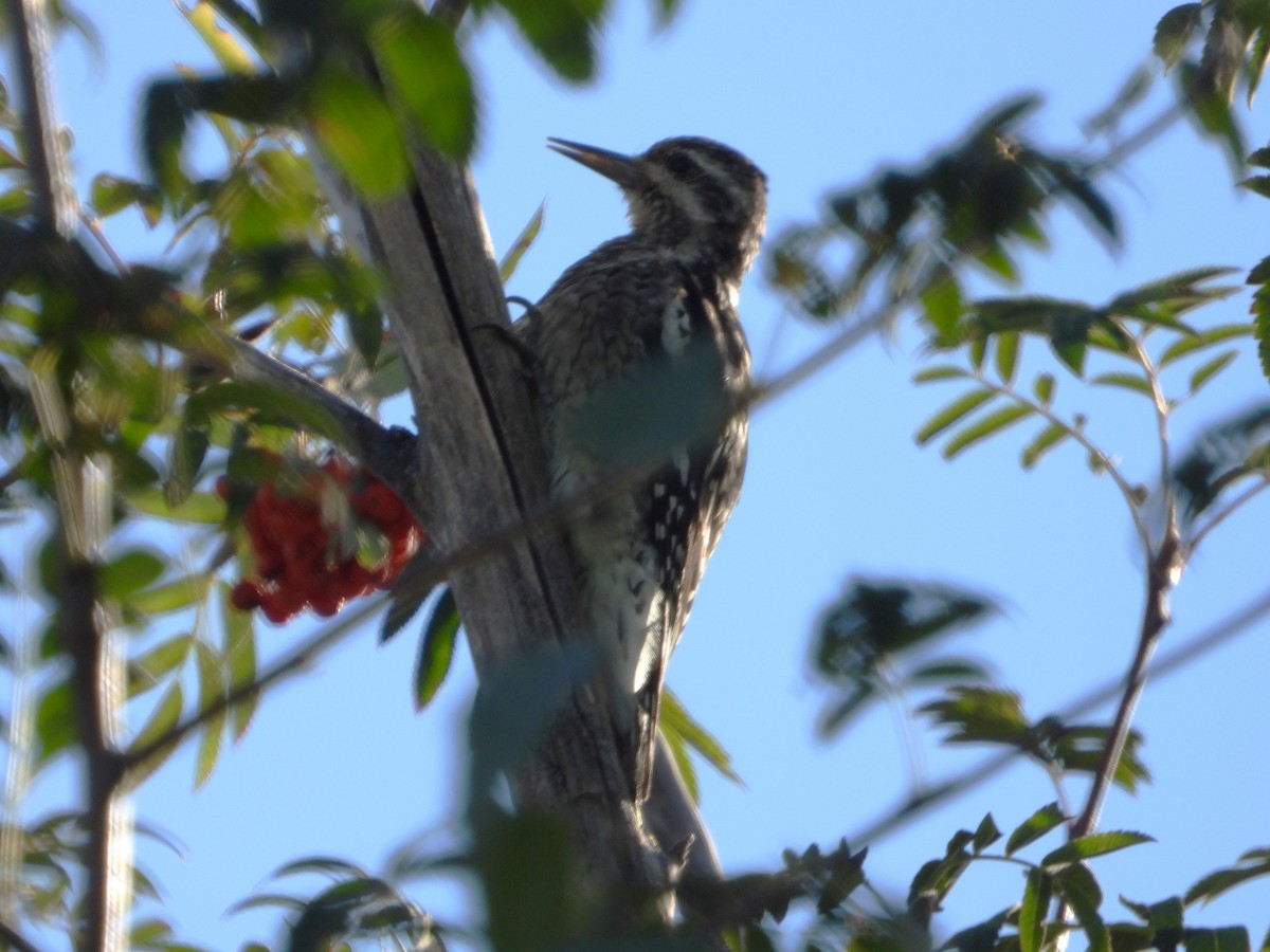 Yellow-bellied Sapsucker - ML624044663