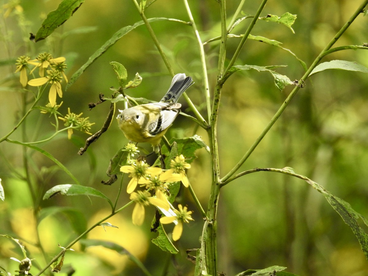 Magnolia Warbler - ML624044664