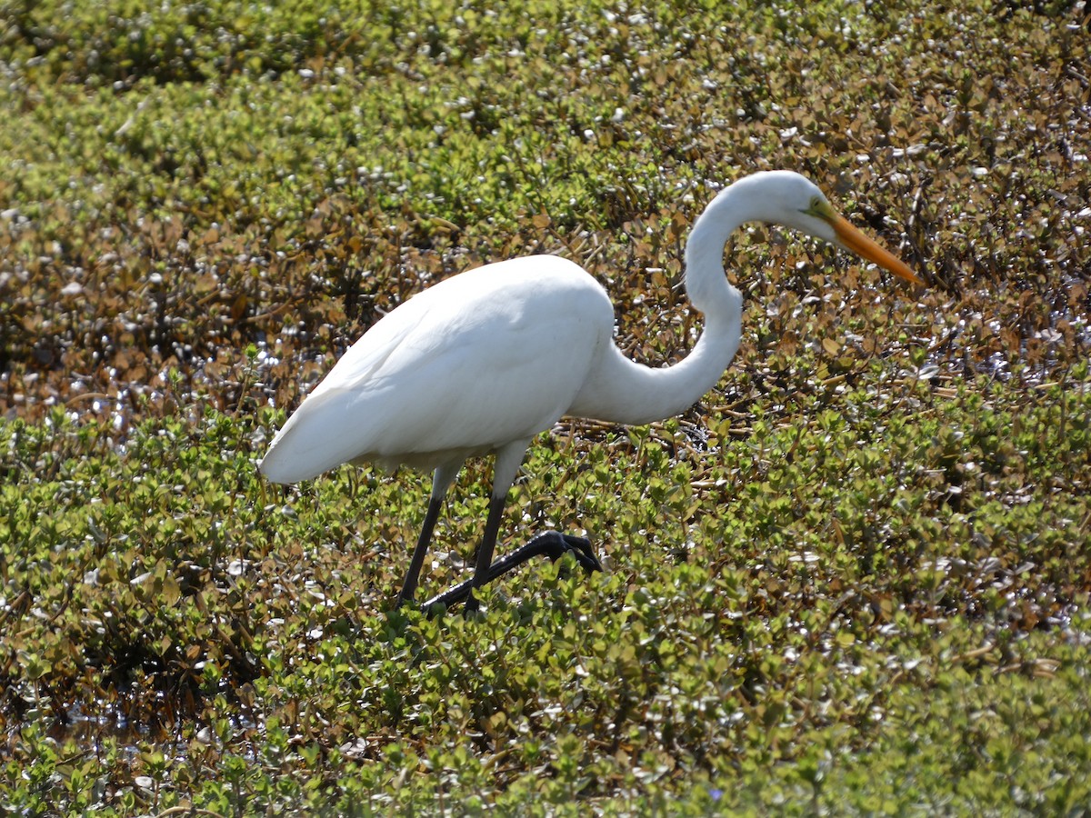 Great Egret - Gerald Schill