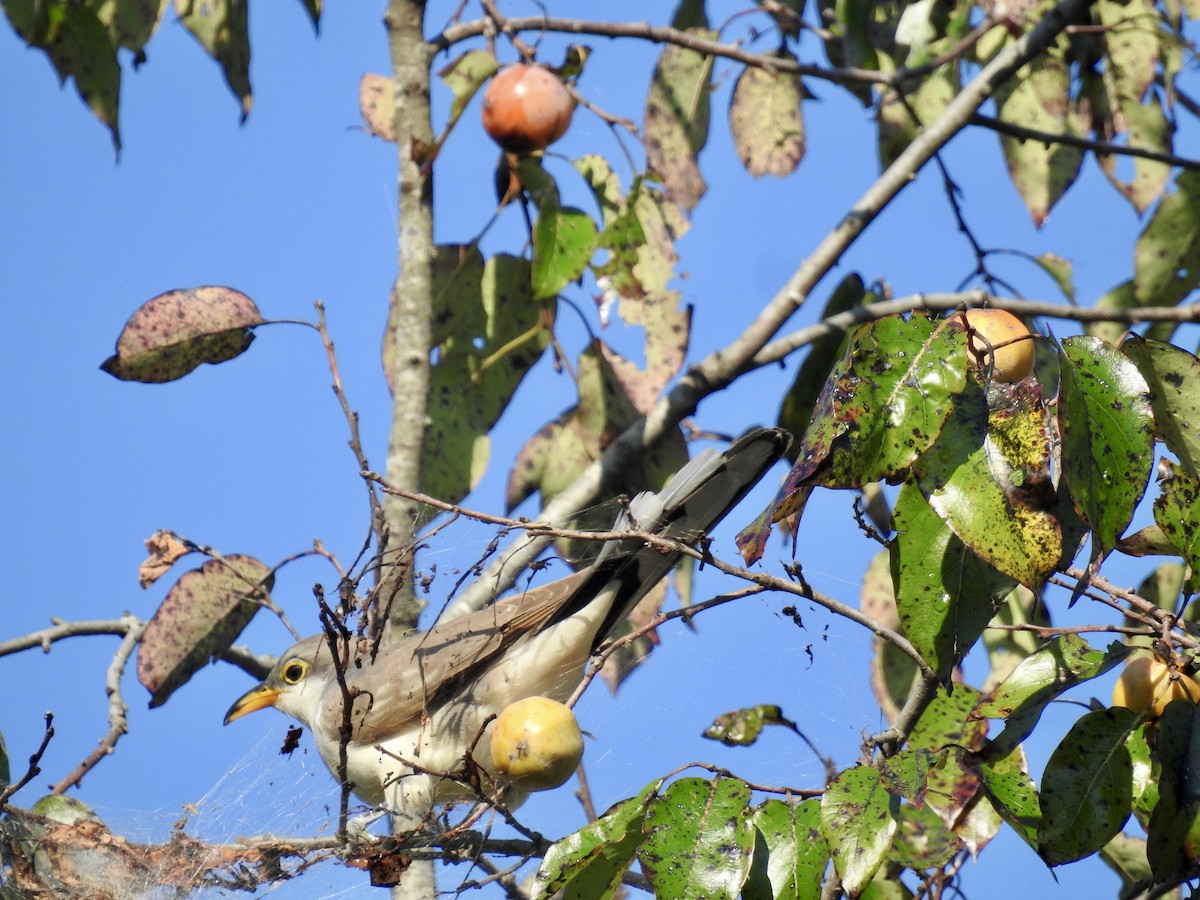 Yellow-billed Cuckoo - ML624044677