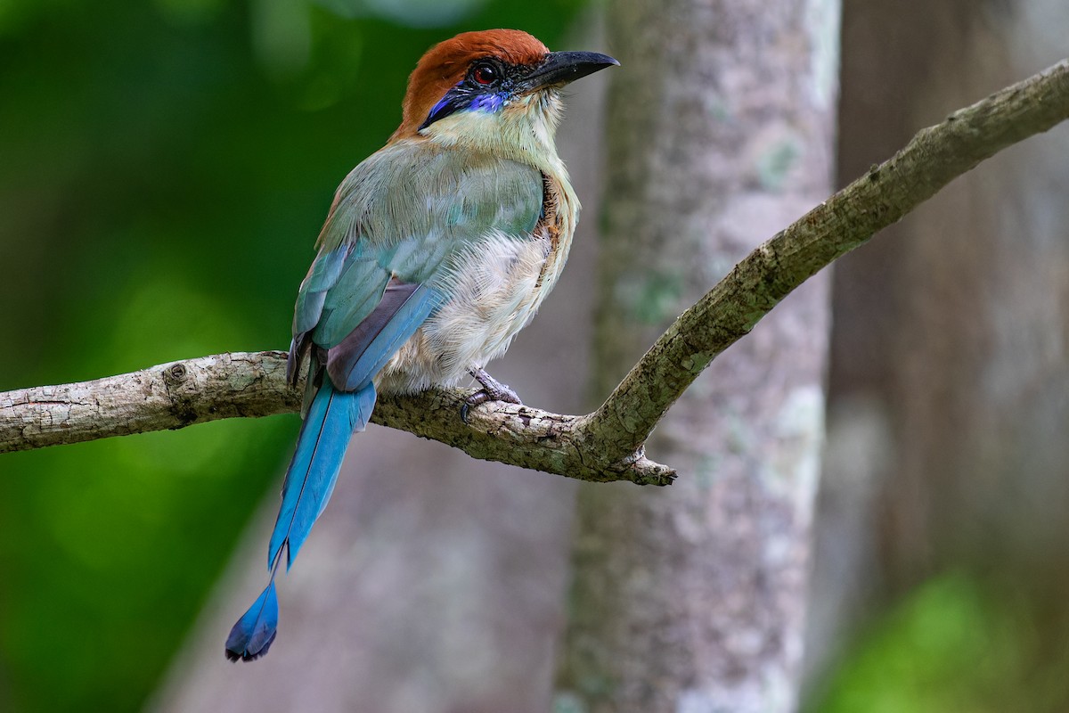 Russet-crowned Motmot - ML624044682