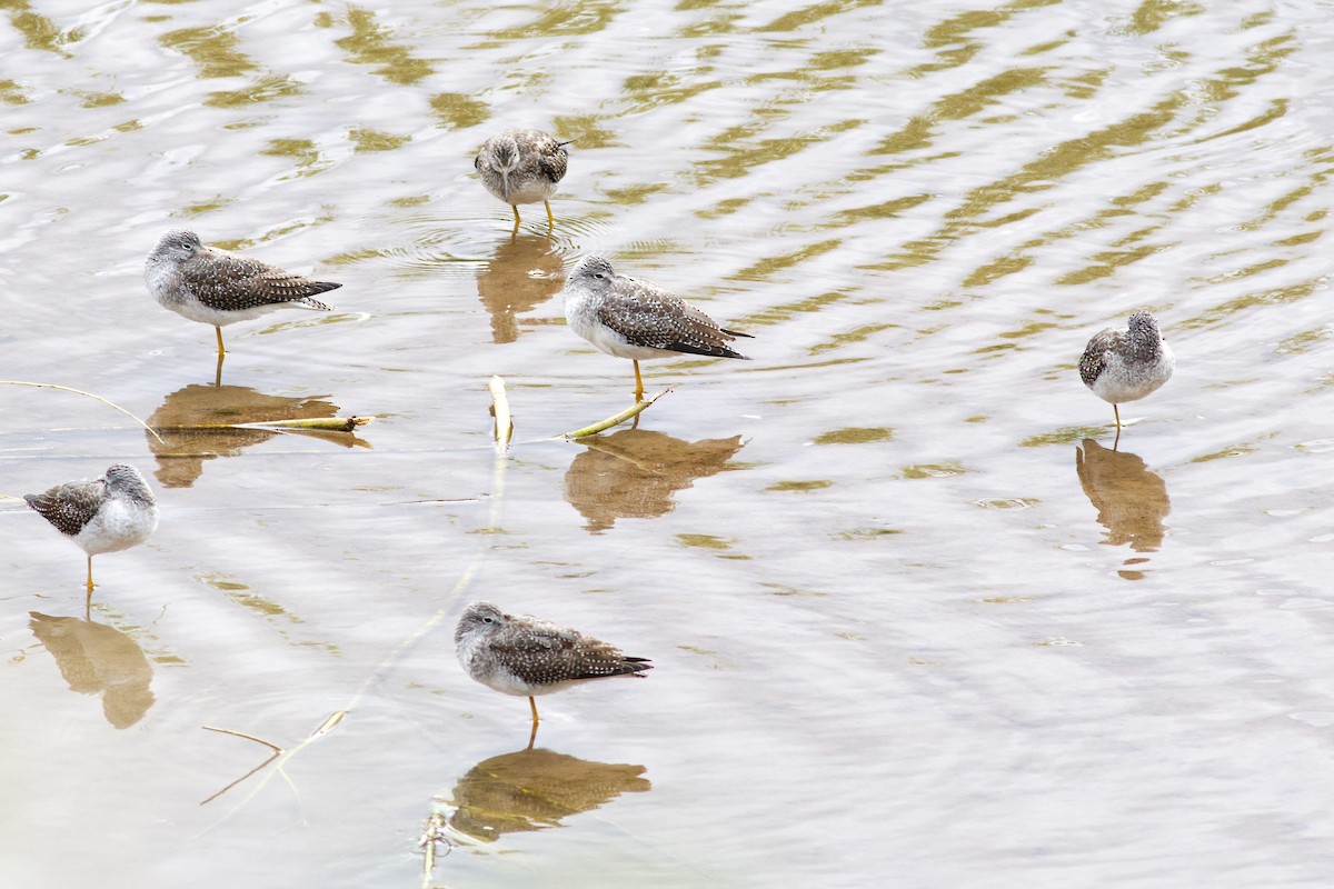 Greater Yellowlegs - ML624044683