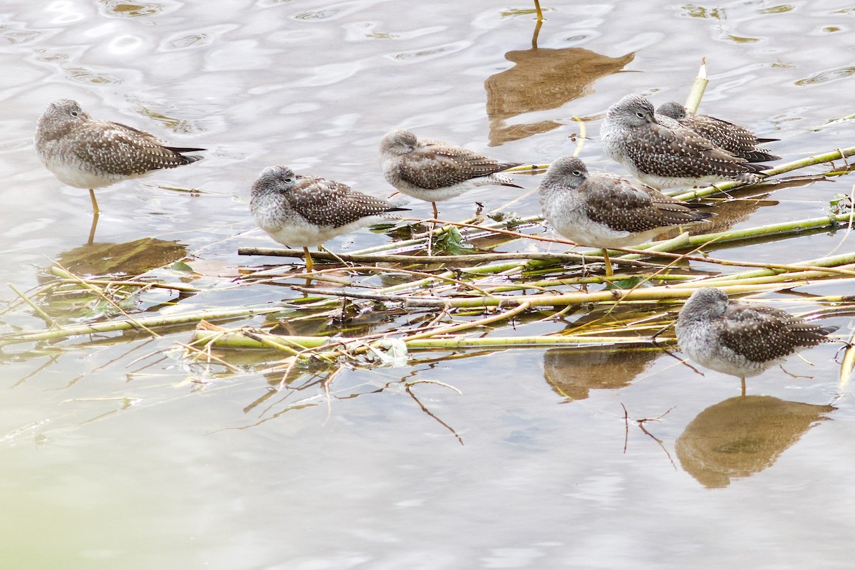 Lesser Yellowlegs - ML624044684