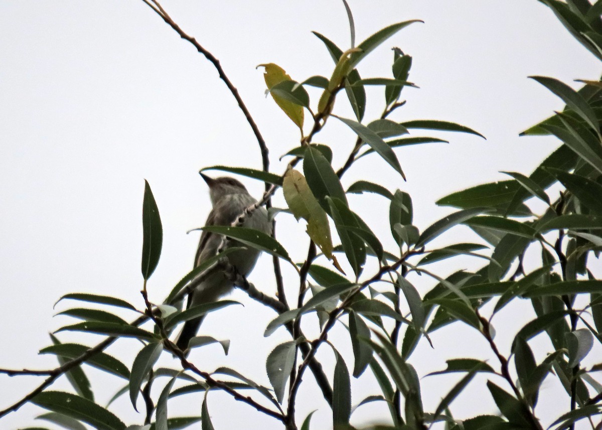 Spotted Flycatcher - ML624044687